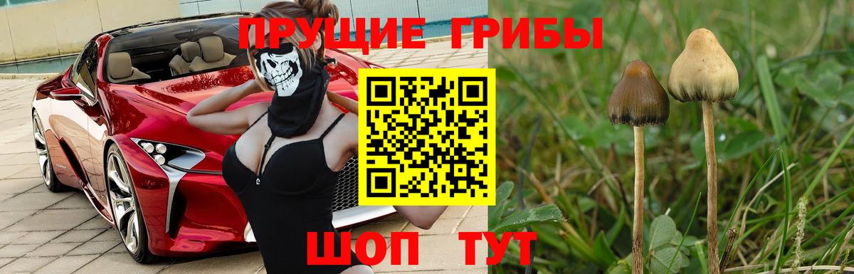 Псилоцибиновые грибы Cubensis Богородск